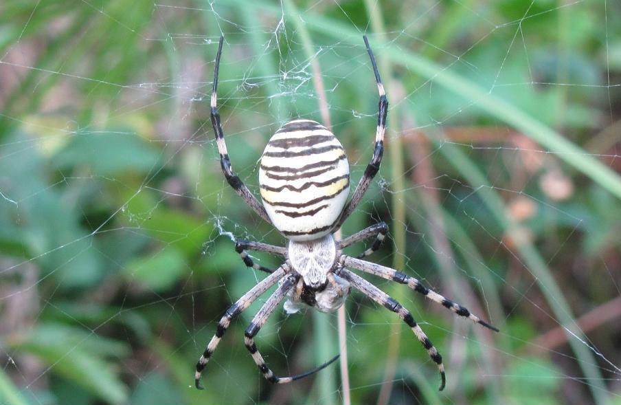 Argiope bruennichi